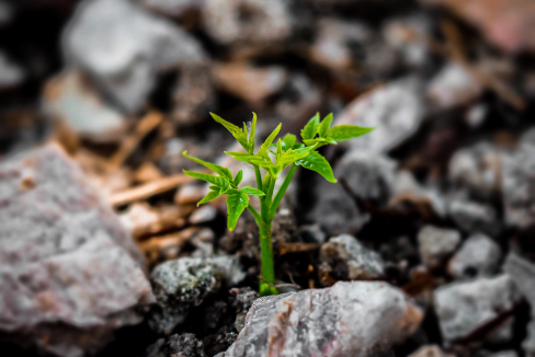 Grow